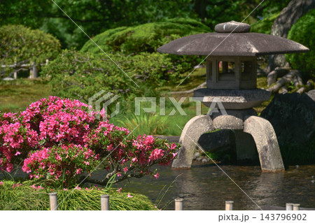 ツツジが咲く美しい新緑の兼六園 143796902