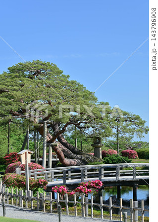 ツツジが咲く美しい新緑の兼六園 ツツジが咲く美しい新緑の兼六園 143796908