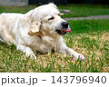 Relax.Golden retriever is resting on green grass 143796940