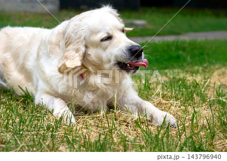 Relax.Golden retriever is resting on green grass 143796940