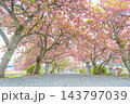 滋賀県長浜市 八重桜が満開の伊香具神社前の参道沿い 滋賀県長浜市 八重桜が満開の伊香具神社前の参道沿い 143797039