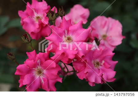 荒尾市 おもやい市民花壇 バラの花、 荒尾市 おもやい市民花壇 バラの花、 143797056