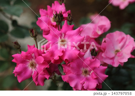 荒尾市 おもやい市民花壇 バラの花、 荒尾市 おもやい市民花壇 バラの花、 143797058