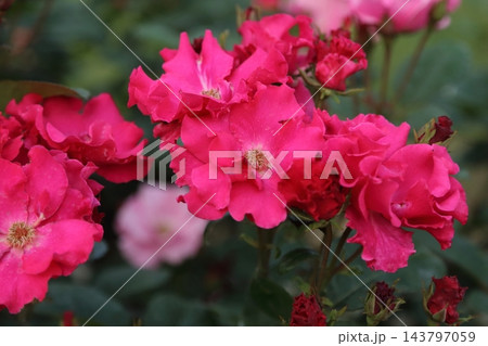 荒尾市 おもやい市民花壇 バラの花、 荒尾市 おもやい市民花壇 バラの花、 143797059