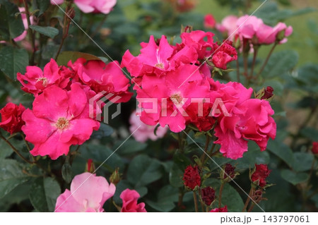 荒尾市 おもやい市民花壇 バラの花、 荒尾市 おもやい市民花壇 バラの花、 143797061
