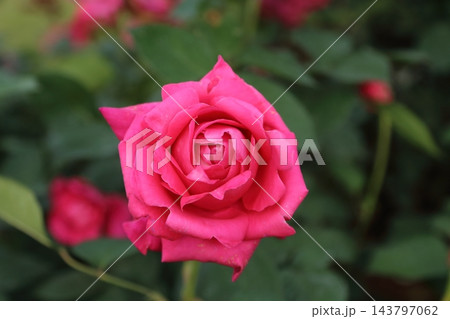 荒尾市 おもやい市民花壇 バラの花、 荒尾市 おもやい市民花壇 バラの花、 143797062