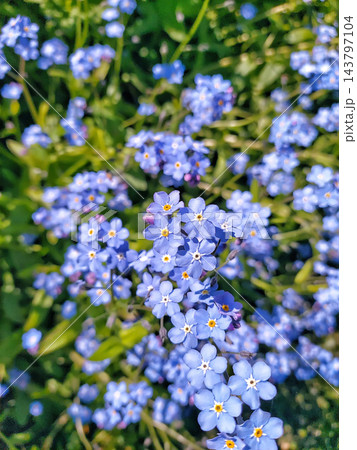 Close up of blue forget-me-not flowers blooming in a sunny spring garden Close up of blue forget-me-not flowers blooming in a sunny spring garden 143797104