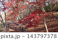 紅葉と落ち葉の道　笠間市　北山公園 143797378