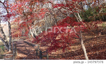 紅葉と落ち葉の道 笠間市 北山公園 紅葉と落ち葉の道 笠間市 北山公園 143797378