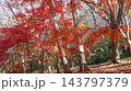 紅葉と落ち葉の道　笠間市　北山公園 143797379