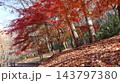 紅葉と落ち葉の道　笠間市　北山公園 143797380