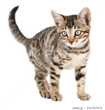 Cute Bengal kitten sitting and looking at camera isolated on white Cute Bengal kitten sitting and looking at camera isolated on white 143797413