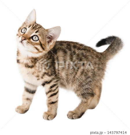 Cute Bengal kitten sitting and looking at camera isolated on white Cute Bengal kitten sitting and looking at camera isolated on white 143797414