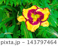 Yellow purple queen lily Open My Eyes in a green garden 143797464