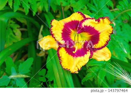 Yellow purple queen lily Open My Eyes in a green garden Yellow purple queen lily Open My Eyes in a green garden 143797464