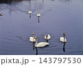 1996年　青森県に飛来したオオハクチョウ 143797530