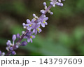秋の庭に咲く紫色の花びらと小さなツボミのヤブランの花 143797609