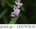 秋の庭に咲く紫色の花びらと小さなツボミのヤブランの花 143797610