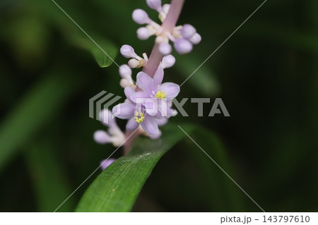 秋の庭に咲く紫色の花びらと小さなツボミのヤブランの花 秋の庭に咲く紫色の花びらと小さなツボミのヤブランの花 143797610