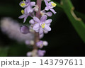 秋の庭に咲く紫色の花びらと小さなツボミのヤブランの花 143797611