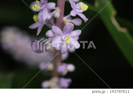 秋の庭に咲く紫色の花びらと小さなツボミのヤブランの花 秋の庭に咲く紫色の花びらと小さなツボミのヤブランの花 143797611