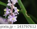 秋の庭に咲く紫色の花びらと小さなツボミのヤブランの花 143797612