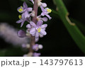 秋の庭に咲く紫色の花びらと小さなツボミのヤブランの花 143797613