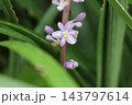 秋の庭に咲く紫色の花びらと小さなツボミのヤブランの花 143797614