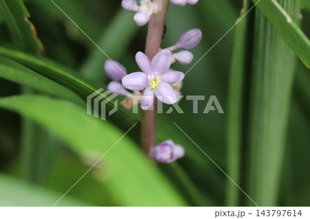 秋の庭に咲く紫色の花びらと小さなツボミのヤブランの花 143797614