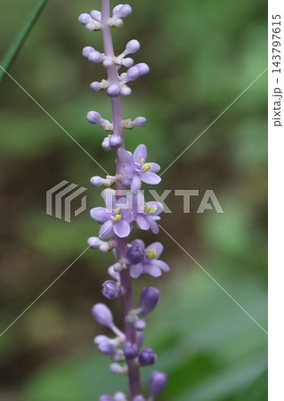 秋の庭に咲く紫色の花びらと小さなツボミのヤブランの花 秋の庭に咲く紫色の花びらと小さなツボミのヤブランの花 143797615