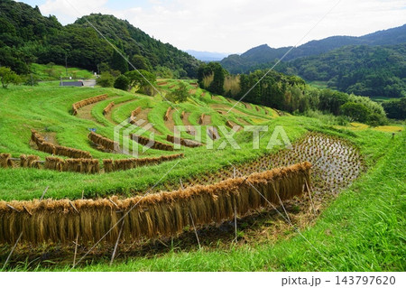 棚田の稲刈りの風景 9月鴨川26大山千枚田の稲刈り 棚田の稲刈りの風景 9月鴨川26大山千枚田の稲刈り 143797620