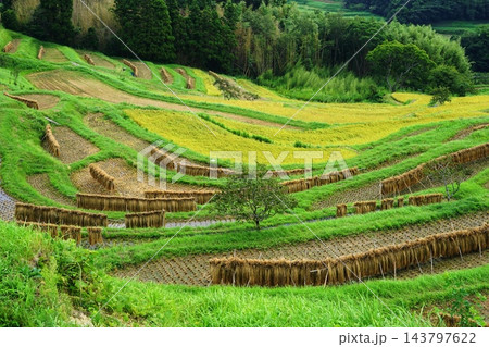 棚田の稲刈りの風景 9月鴨川31大山千枚田の稲刈り 棚田の稲刈りの風景 9月鴨川31大山千枚田の稲刈り 143797622
