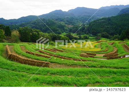 棚田の稲刈りの風景 9月鴨川35大山千枚田の稲刈り 棚田の稲刈りの風景 9月鴨川35大山千枚田の稲刈り 143797623