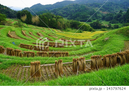棚田の稲刈りの風景 9月鴨川36大山千枚田の稲刈り 棚田の稲刈りの風景 9月鴨川36大山千枚田の稲刈り 143797624