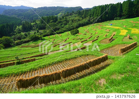 棚田の稲刈りの風景 9月鴨川46大山千枚田の稲刈り 棚田の稲刈りの風景 9月鴨川46大山千枚田の稲刈り 143797626