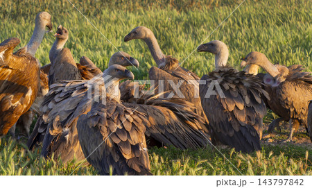 Eurasian Griffon Vulture, Spain Eurasian Griffon Vulture, Spain 143797842