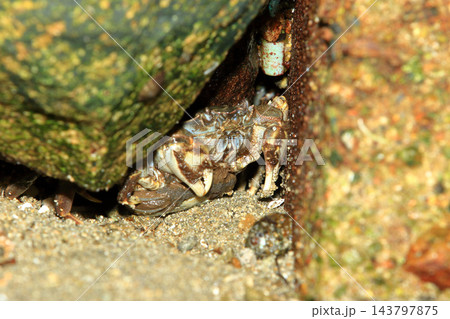 岩の隙間に潜む 外子を抱えたモクズガニ~瀬戸内海にて 岩の隙間に潜む 外子を抱えたモクズガニ~瀬戸内海にて 143797875
