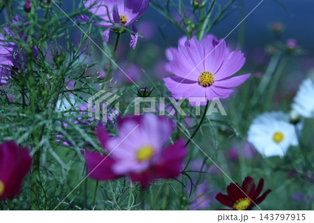 秋風に揺れる彩り豊かなコスモスの花々 秋風に揺れる彩り豊かなコスモスの花々 143797915