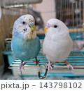 見つめるセキセイインコ　親子 143798102