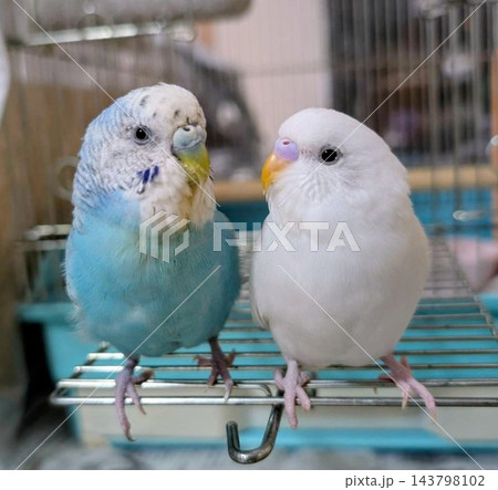 見つめるセキセイインコ 親子 見つめるセキセイインコ 親子 143798102