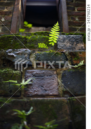 苔むした石壁に咲く草花 苔むした石壁に咲く草花 143798214
