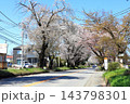 さくら名所 日光街道桜並木／栃木県宇都宮市 143798301