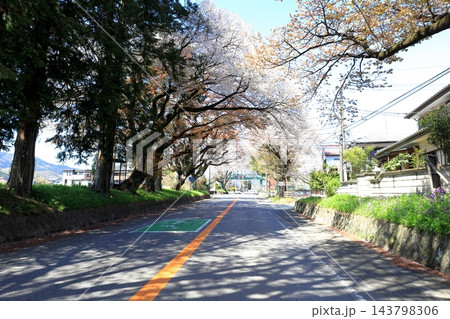 さくら名所 日光街道桜並木／栃木県宇都宮市 143798306