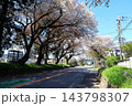 さくら名所 日光街道桜並木／栃木県宇都宮市 143798307