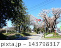 さくら名所 日光街道桜並木／栃木県宇都宮市 143798317