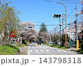 さくら名所 日光街道桜並木／栃木県宇都宮市 143798318