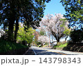 さくら名所 日光街道桜並木／栃木県宇都宮市 143798343