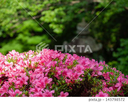 赤いツツジの花 赤いツツジの花 143798572