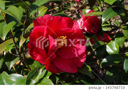 赤いツバキの花 赤いツバキの花 143798710