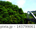 【神奈川県】新緑の木々に囲まれた見える橋 143799061